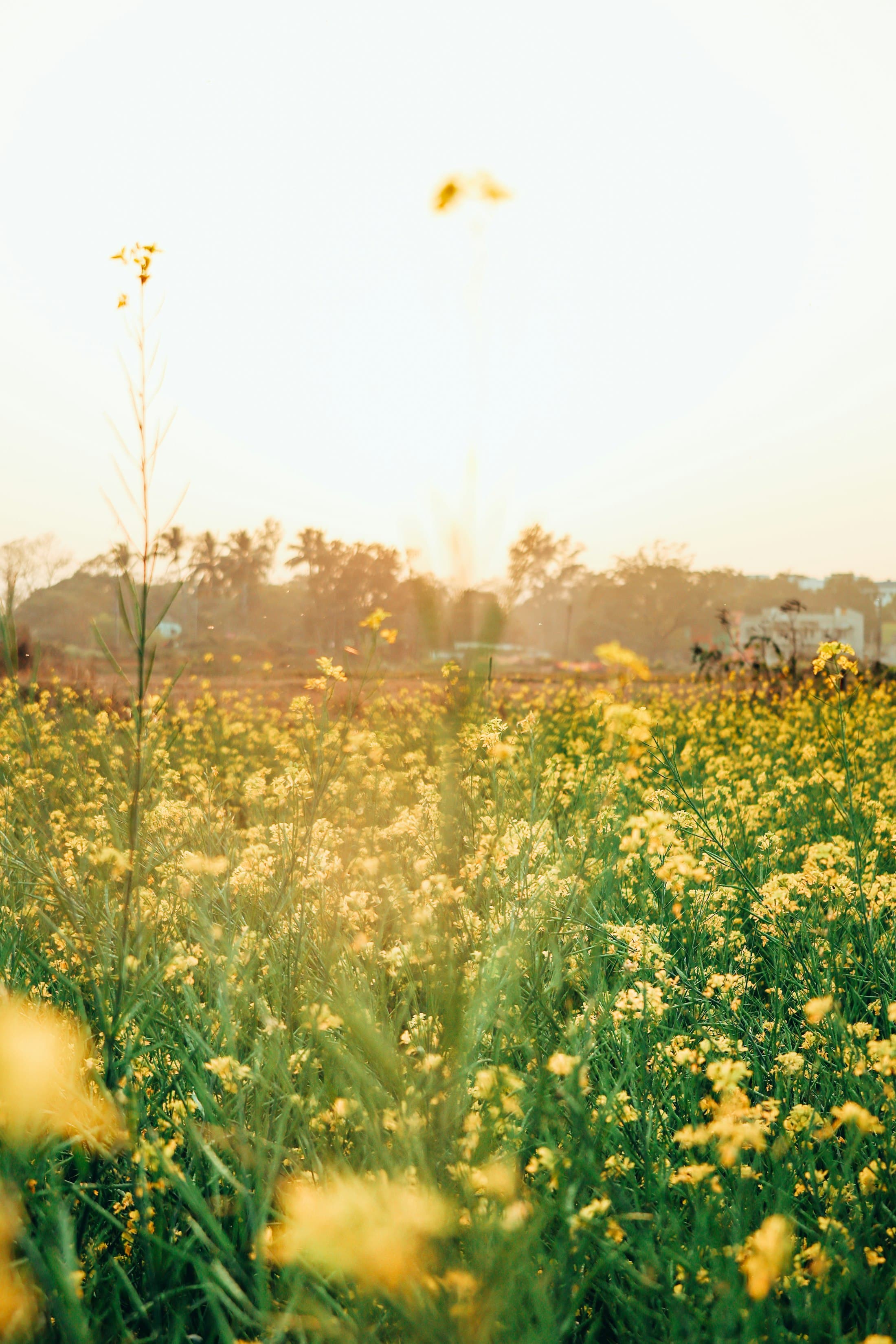 Mustard fields in the golden evening light